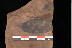 Foto (Detailsansicht) von Quercus palaeoilex Ettingshausen (NHMW-GEO-2024-0188-0906)